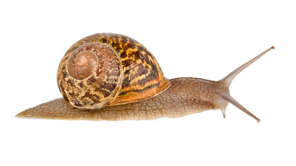 Clsoe up of Burgundy (Roman) snail isolated on white background