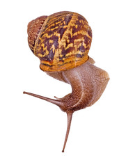 Clsoe up of Burgundy (Roman) snail isolated on white background