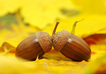 acorns