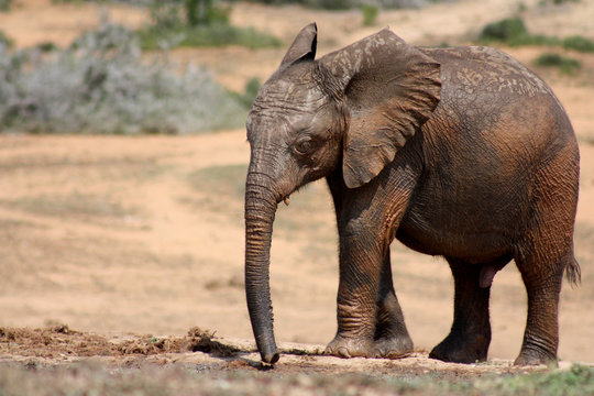 Elephant Calf Near the Waterhole