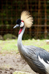 Fototapeta premium Crowned crane