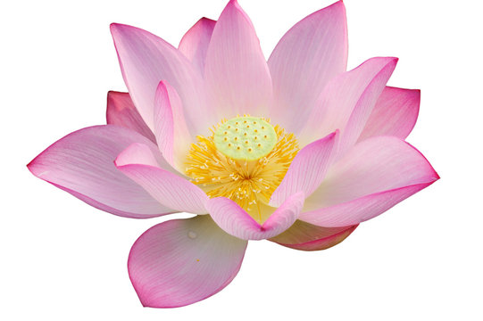 Fototapeta Majestic Lotus flower