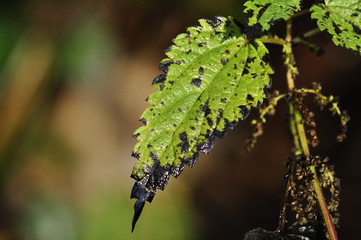 Brennesselblatt im Herbst