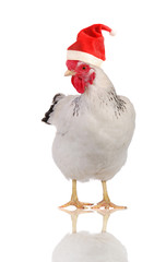 Hen in a Santas hat.