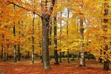 Autumn park with trees turning colours