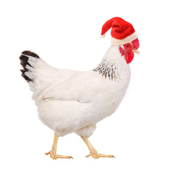 Hen in a Santas hat.