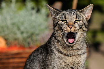 Lustige Katze
