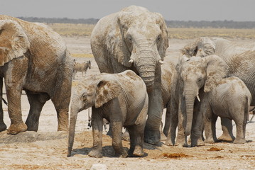 Elefanten © Thomas Schmidt