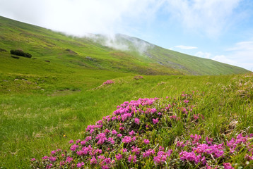 Rhododendron flowers in summer mountain