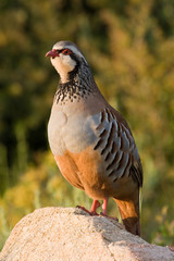 Perdiz