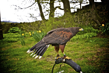 bird of prey on a guantlet © Violetstar