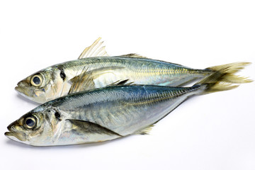 horse mackerel