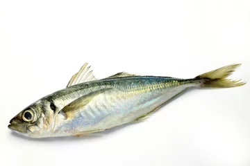 Schilderijen op glas horse mackerel © Reika