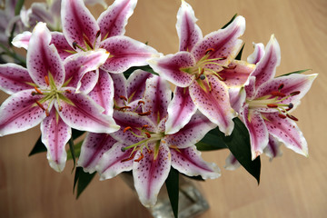 Lilien © fra
