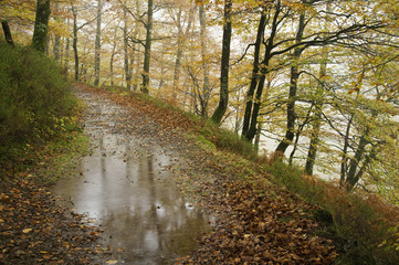 Fototapeta premium Bosque de Leurtza (Navarra)