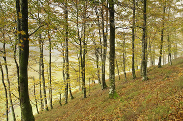 Obraz premium Bosque de Leurtza (Navarra)