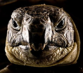 turtle portrait - 27488224