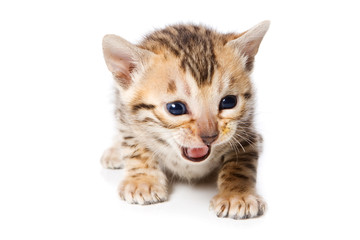 Bengal kitten on white background