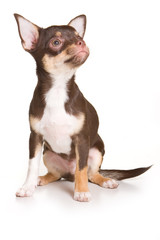 Chihuahua puppy on white background