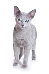 Fototapeta na wymiar Russian Blue cat on white