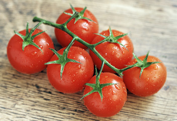 strauchtomaten