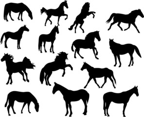 collection of high quality horse silhouettes - vector