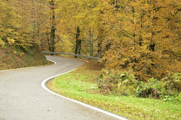 Bosque de Leurtza (Navarra)