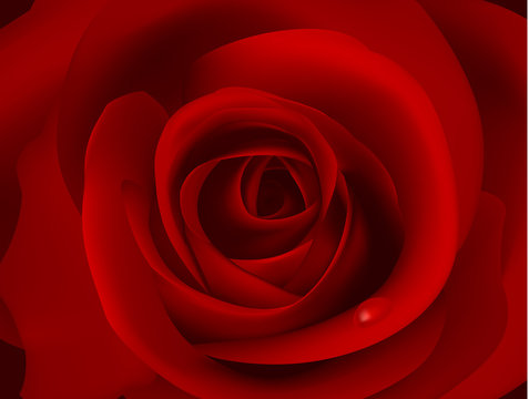 Macro image of dark red rose with water droplet. Vector.