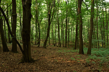 European oak forest