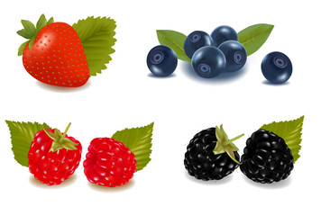 Group of berries. Vector.
