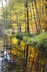 Naklejka premium Teich im Herbst