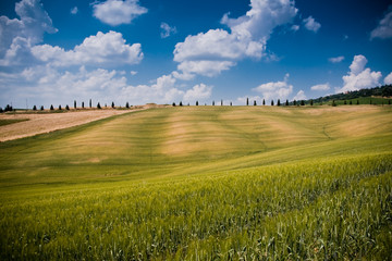 Typical Tuscan landscape - obrazy, fototapety, plakaty