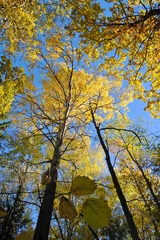 Fotobehang Autumn forest © GEO