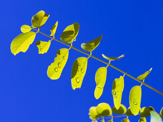 Fototapeta na wymiar Young Green leaves against vivid blue sky