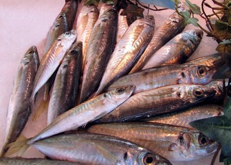 S&eacute;vereaux de m&eacute;diterran&eacute;e