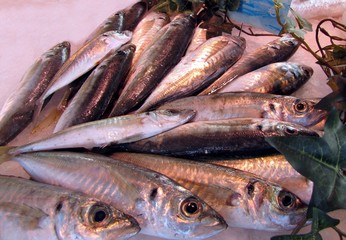 Sévereaux de méditerranée au marché