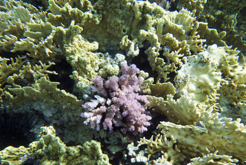 Fototapeta na wymiar Coral reef in Egypt