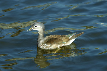 young of mandarin duck