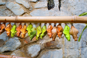 Many colored cocoons hanging on a bamboo stick