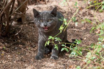 Cat in the garden