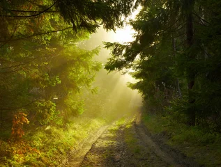 Zelfklevend Fotobehang Beautiful morning in the forest © SJ Travel Footage