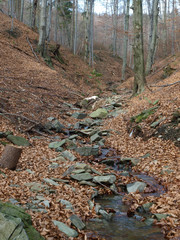 silver-beech tree trunks against the dry leaves