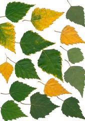 leaves of birch