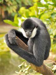 Northern White-cheeked Gibbon is sitting on a branch