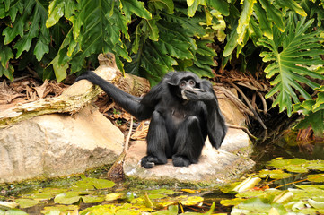Siamang gibbon is drinking water using its hand