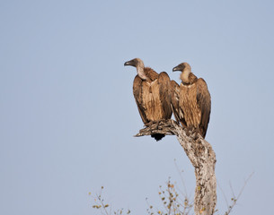 Two vultures in a tree sitting in the sun