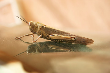 Grasshopper