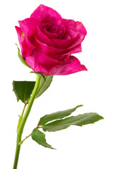 Single rose