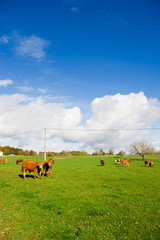 Fototapeta premium French cows