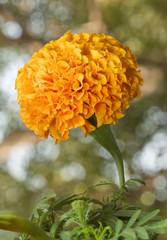Zempazuchitl Flower Close Up